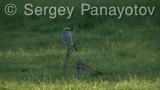 Video of European Roller - European Roller hunting insects in field near to Shabla lake in nest period